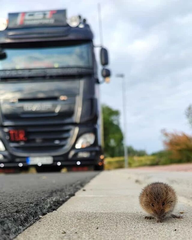 Es sind doch irgendwie die kleinen Dingen im Leben , die einem die größte Freude bereiten.Da hat @renelenzner einen neuen Freund gefunden 🐭 und mir dieses Mega Bild geschickt 👩🏼🙏Für mich heute das Beste was ich gesehen habe und ich hätte zu gern ein Foto davon geschossen wie du vor diesem kleinen Wesen gelegen hast um den Moment festzuhalten 📷#achtsamkeit #stärke #schwäche
#dafpower #daftrucks #truckpics
#moment #mouse #maus #friends #Natur #nature #naturephotography #photooftheday #photo
#truckerlife #truckdriver